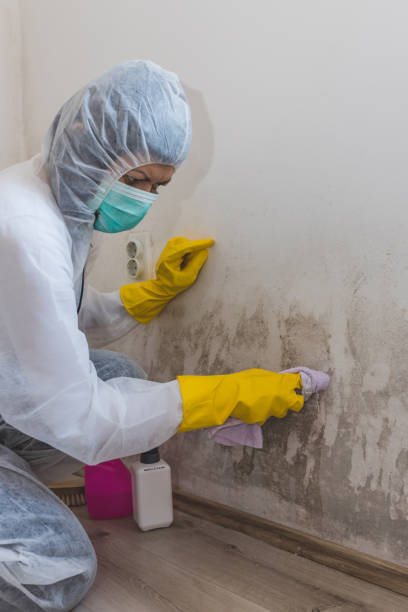 Best Mold Prevention Services  in Bowling Green, KY